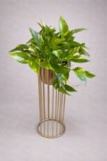 Golden Pothos Pedestal