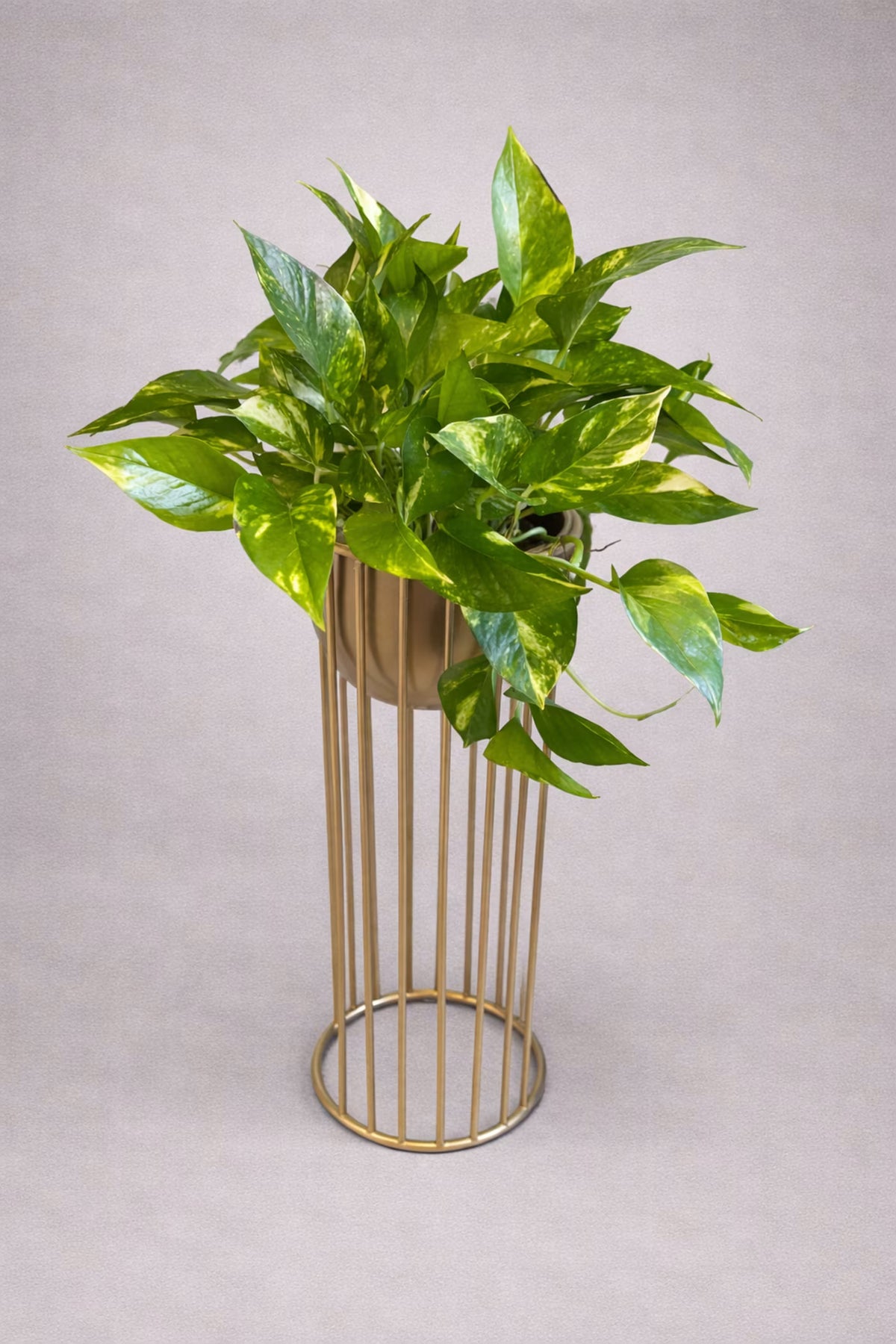 Golden Pothos Pedestal