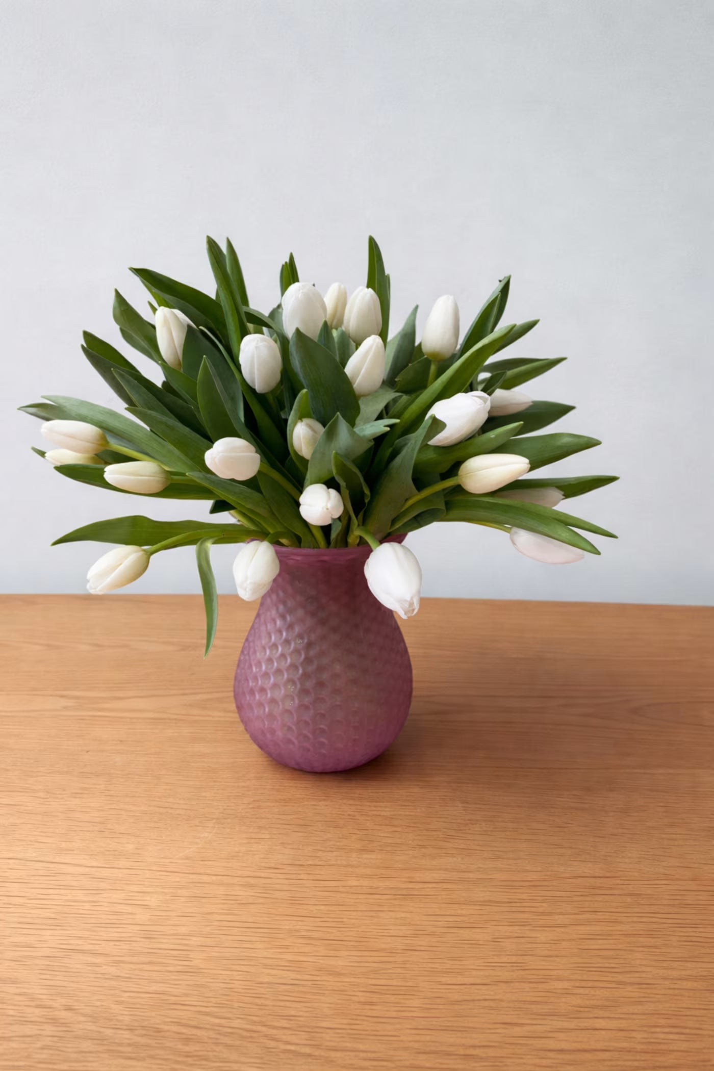 White Tulip Garden