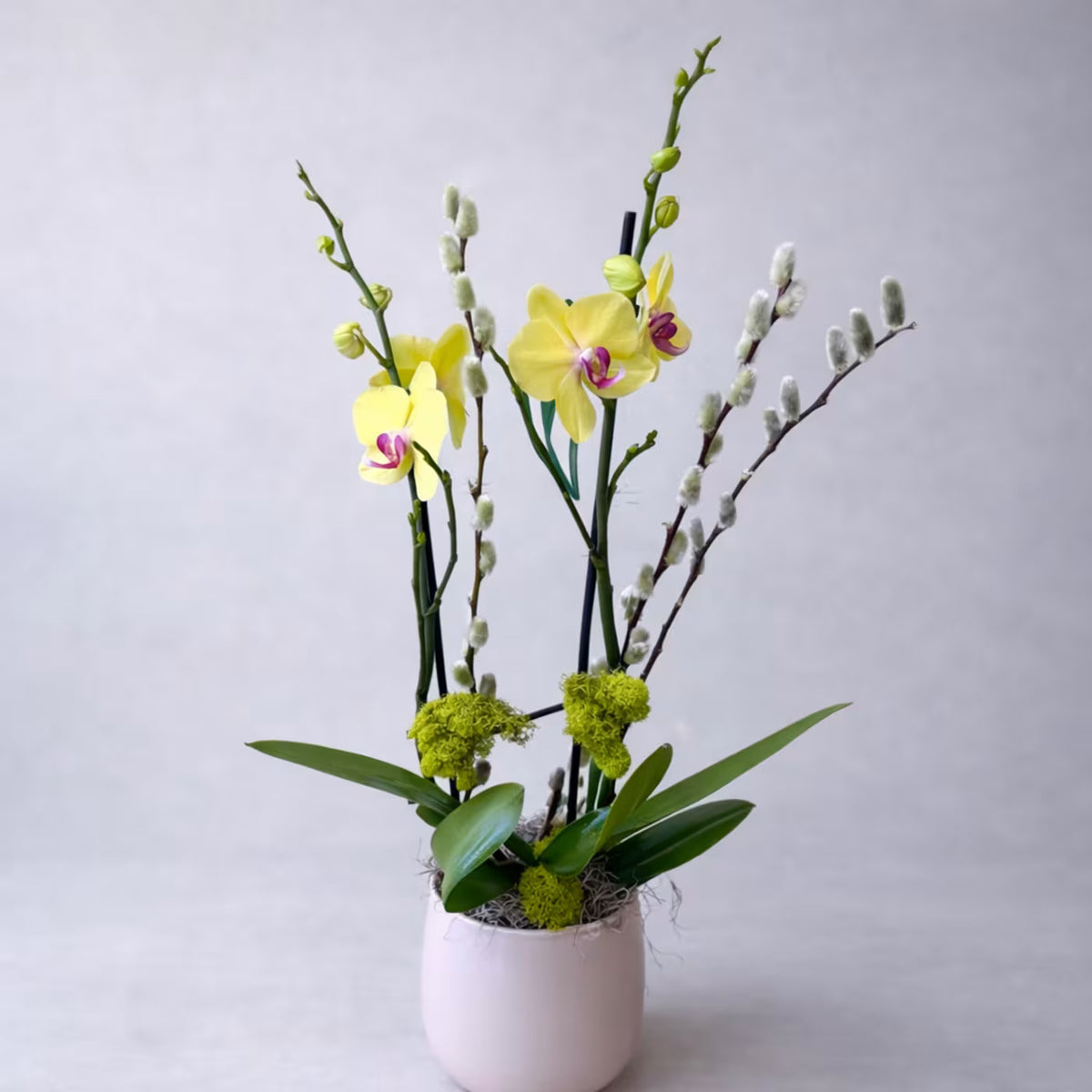 Orchid Serenity