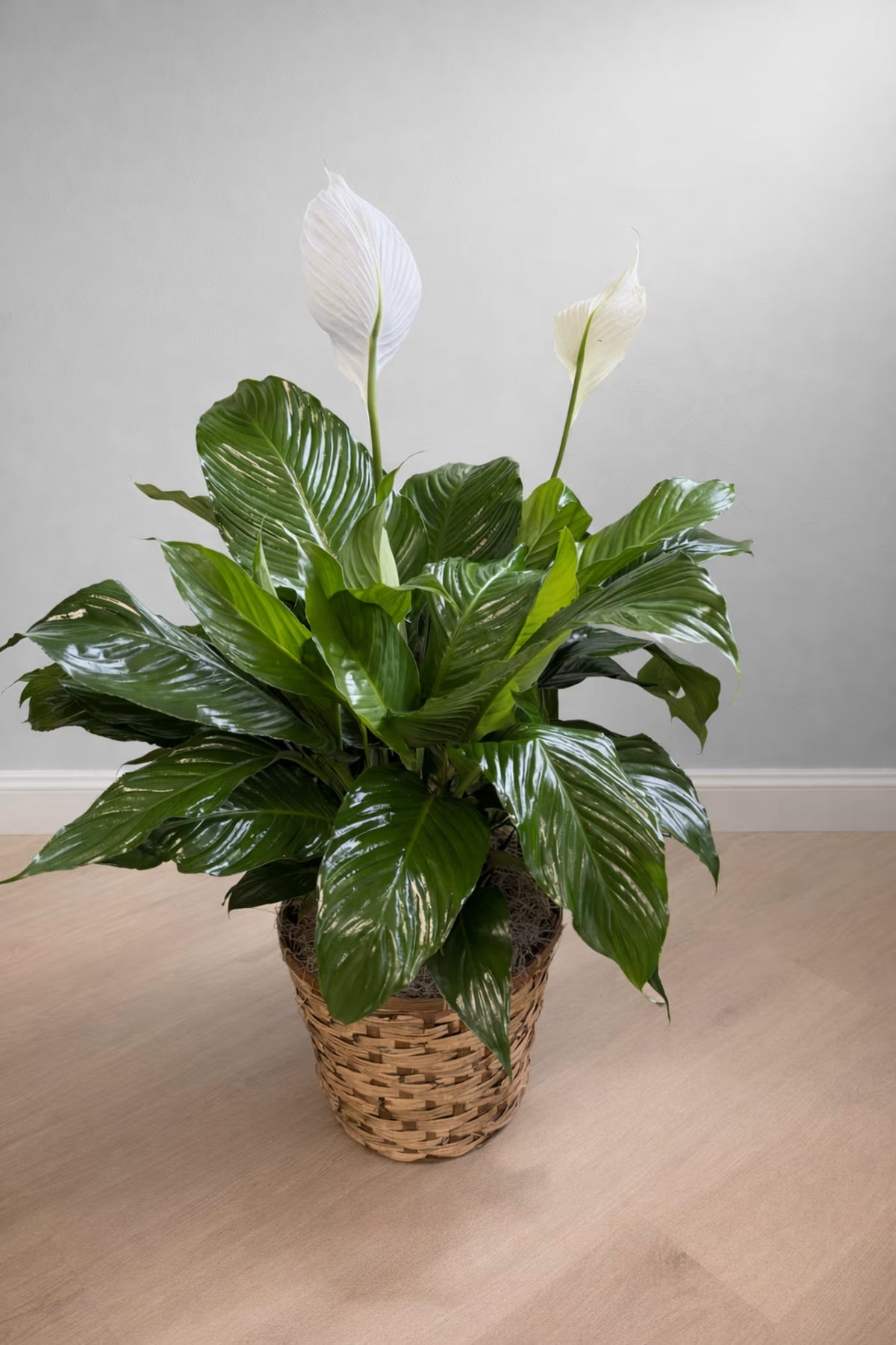 Pure Grace Peace Lily