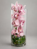 Timeless Orchid