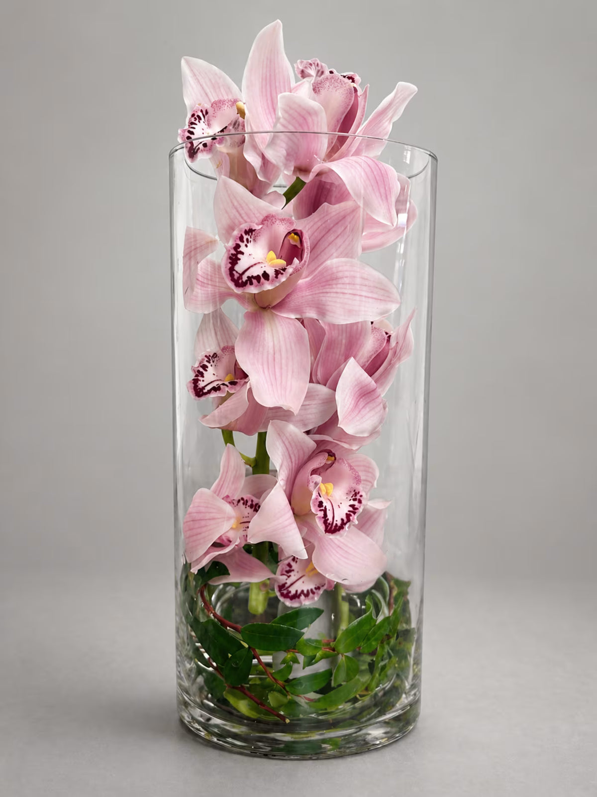 Timeless Orchid