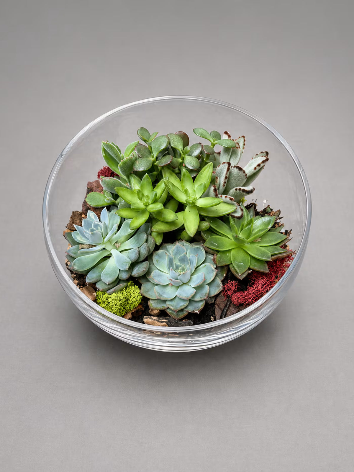 Succulent Serenity