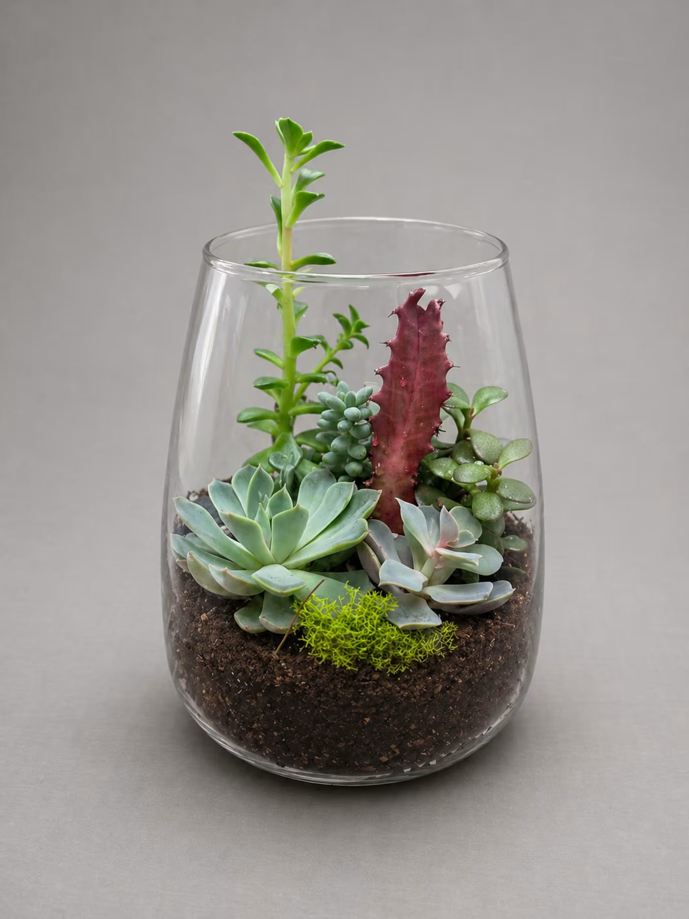 Sculpted Succulent