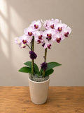 Spotted Orchid Elegance