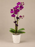 Purple Elegance Orchid