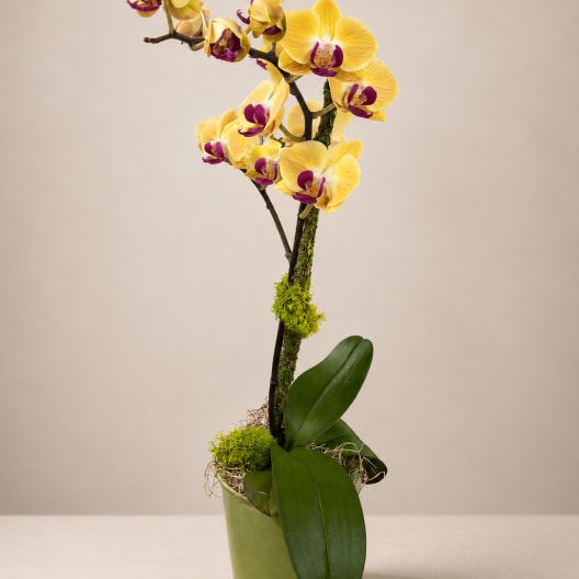 Purple Grace Orchid