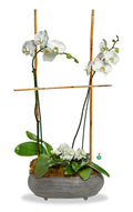 Two White Orchids