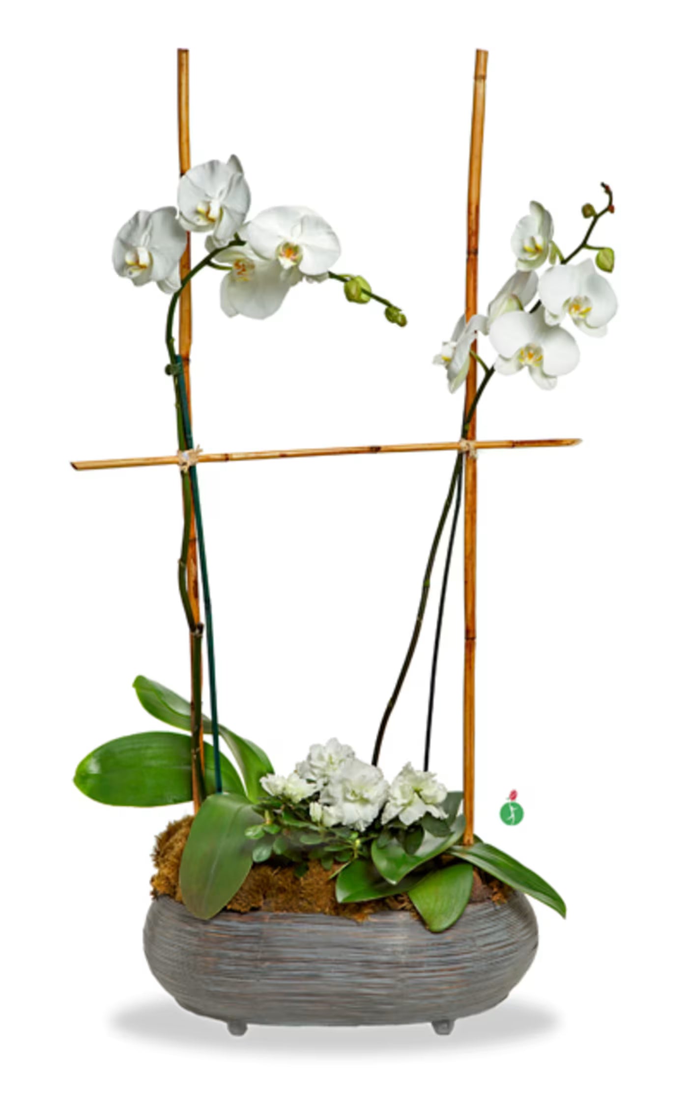 Two White Orchids